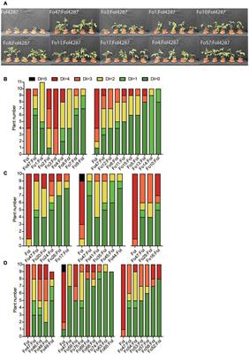 Number of Candidate Effector Genes in Accessory Genomes Differentiates Pathogenic From Endophytic Fusarium oxysporum Strains